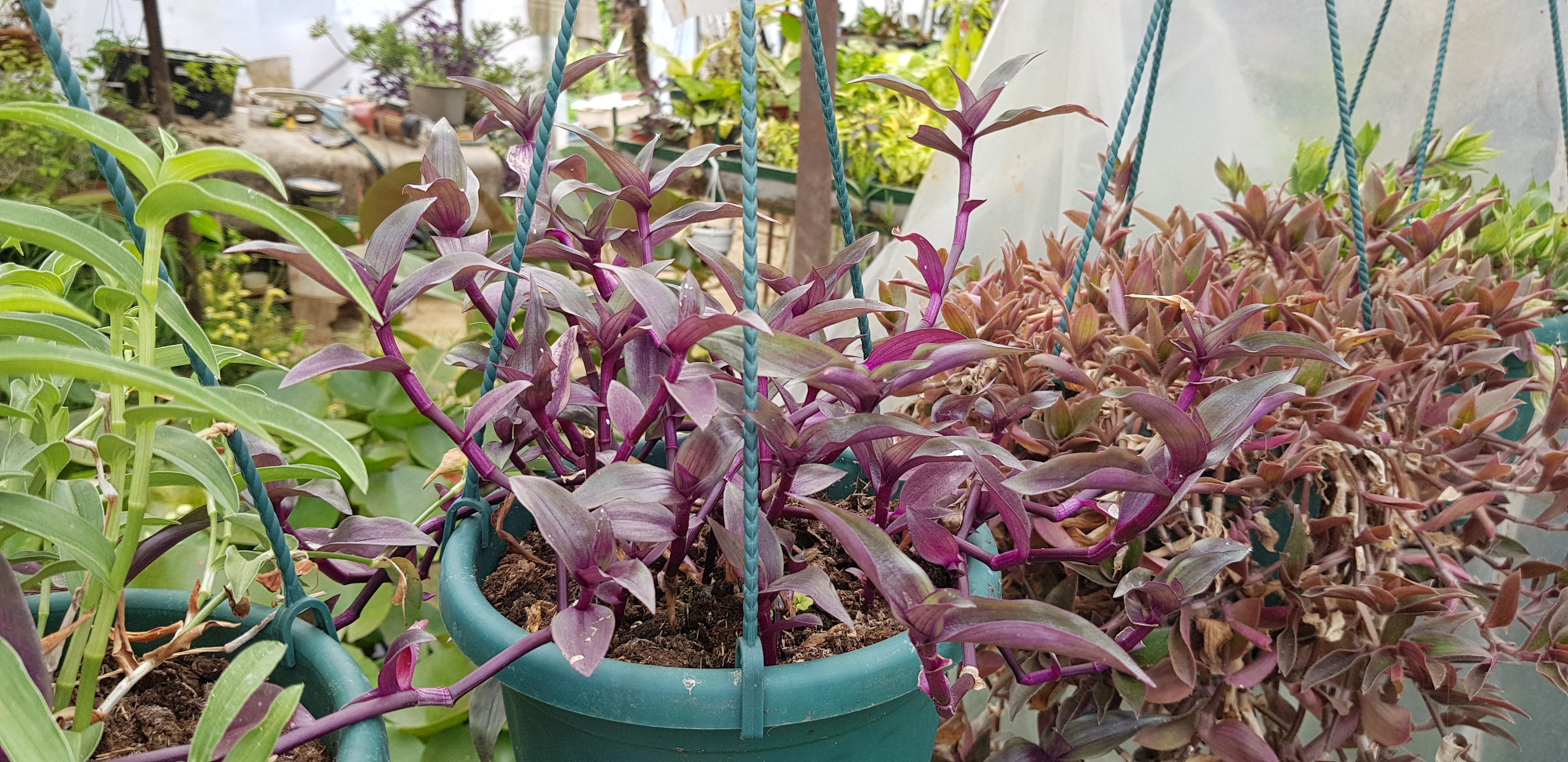 Tripogandra serrulata 'purple scimitar' 2 gyökértelen dugvány