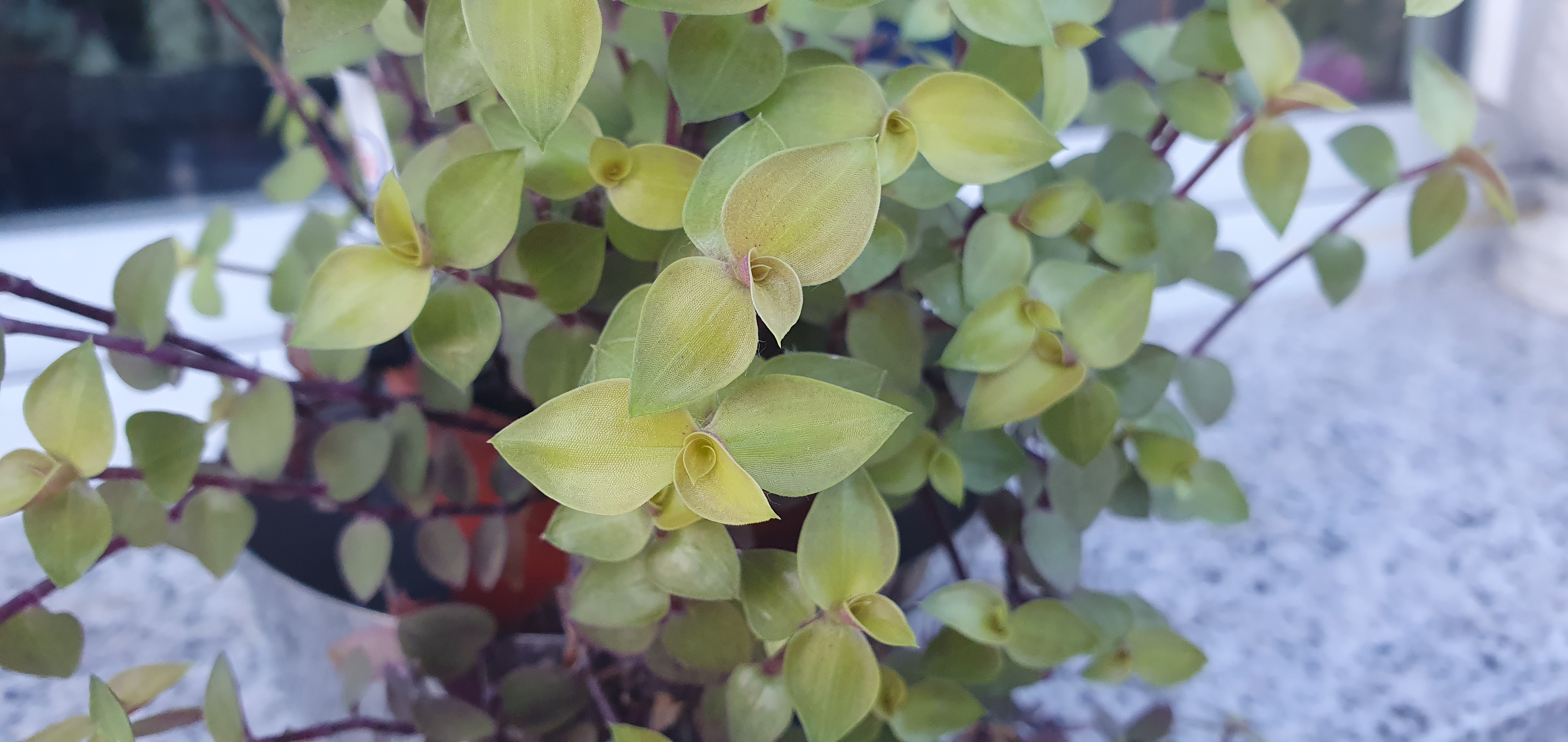 Callisia repens Golden 2db gyökértelen dugvány