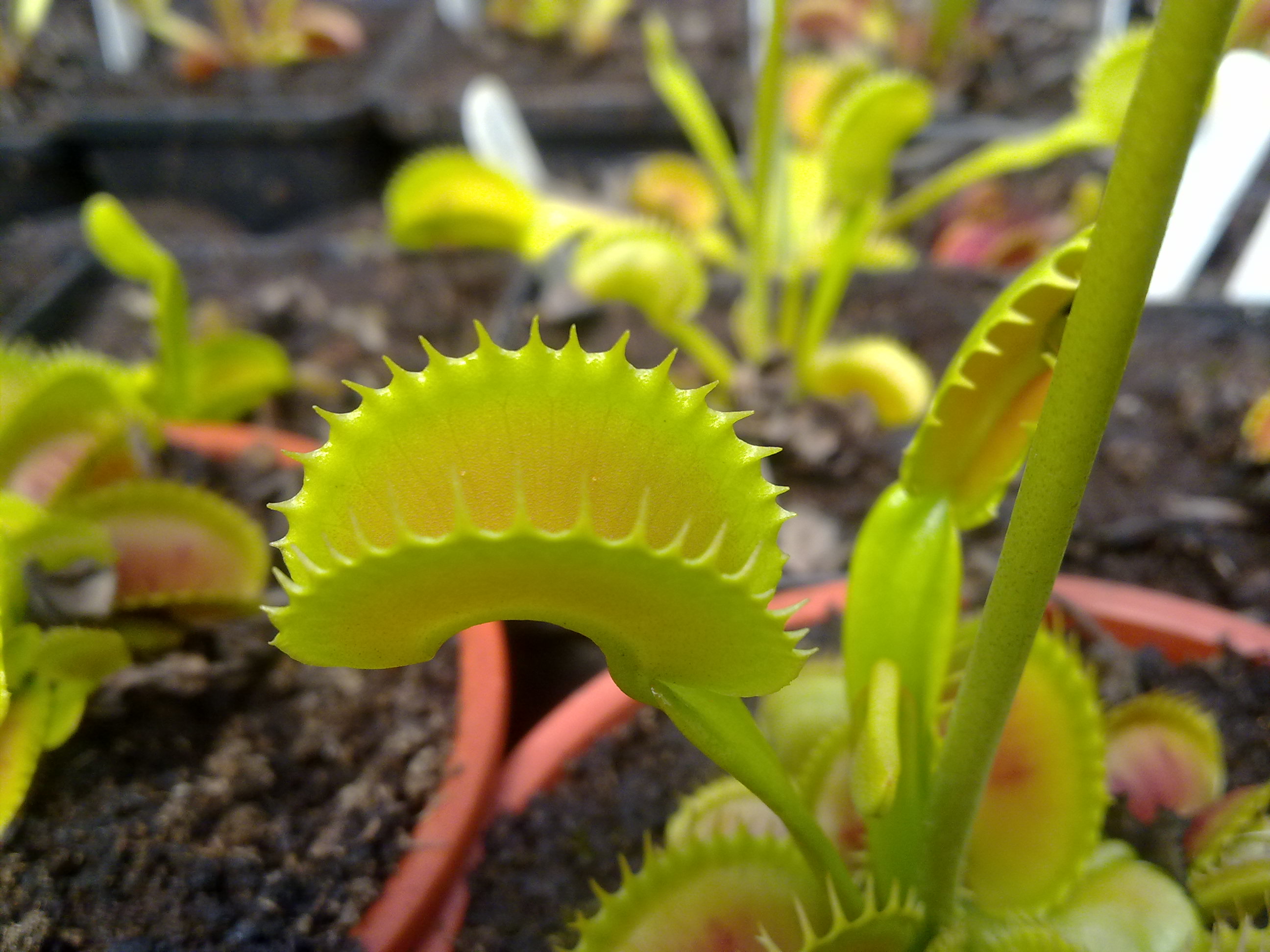 Dionaea muscipula 'clone k1'