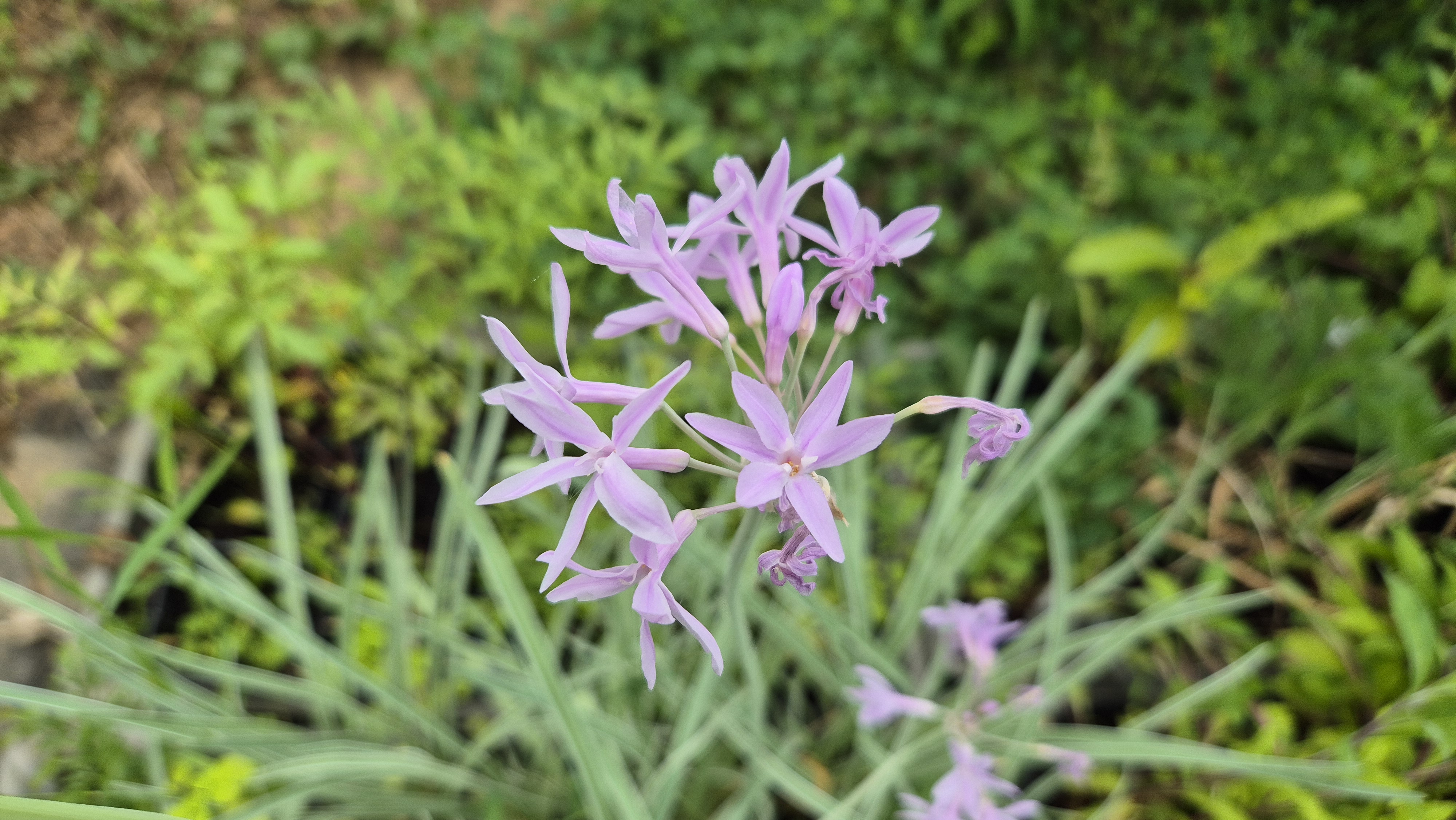 Szoba fokhagyma Knobi (Tulbaghia violacea variegata)
