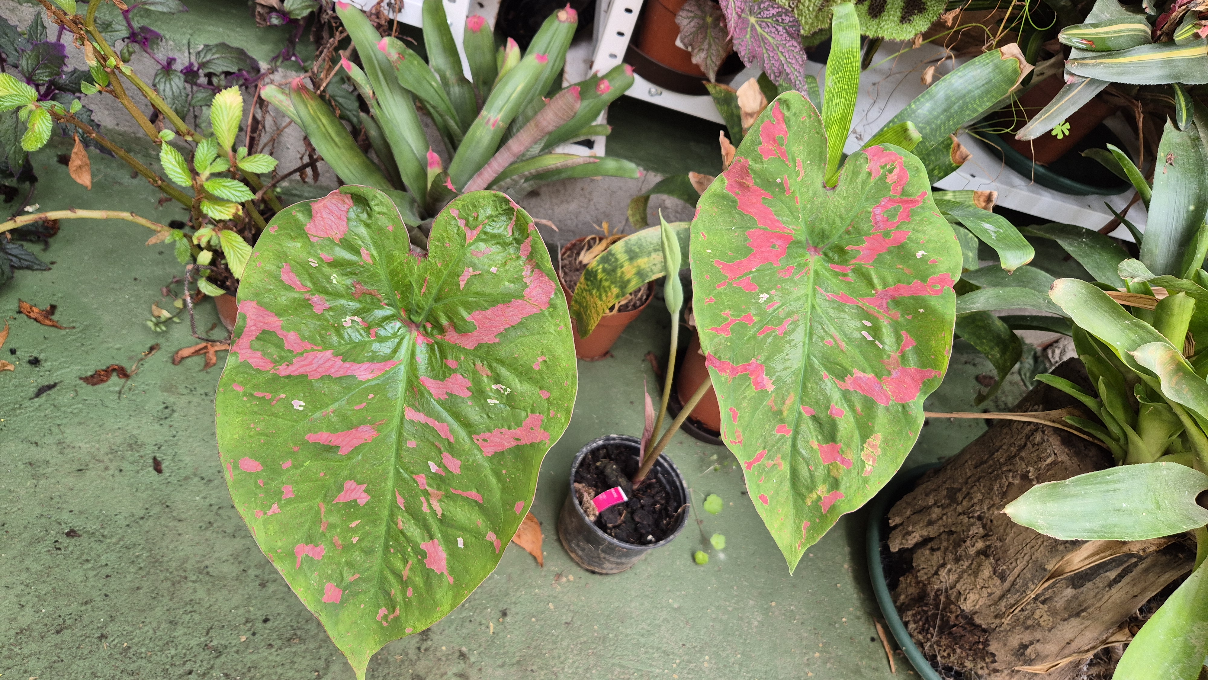 Caladium 'Poison dart frog'