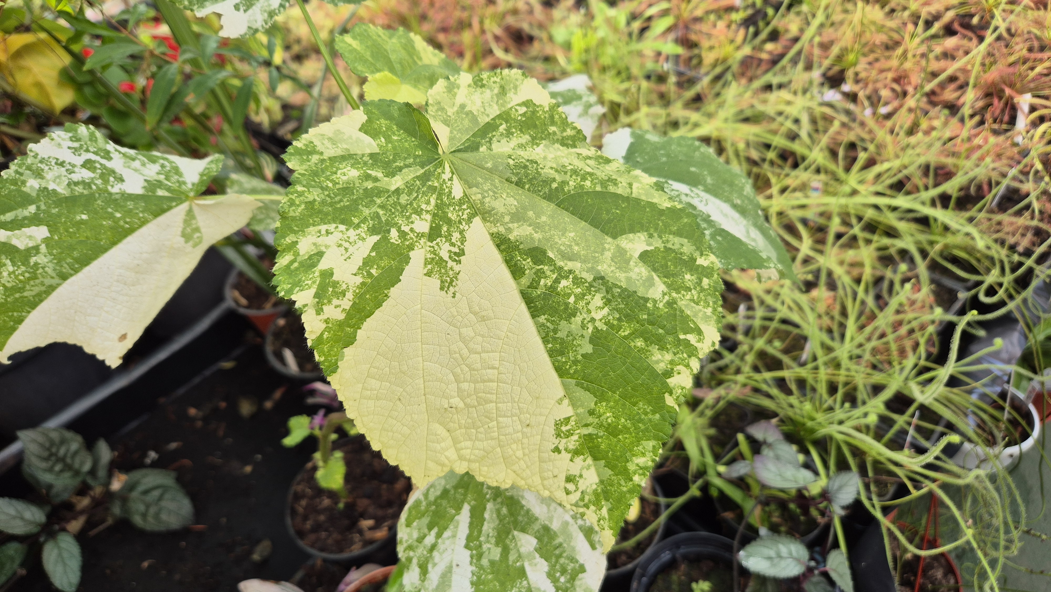 Tarka Afrikai szobahárs (Sparmannia africana variegata)