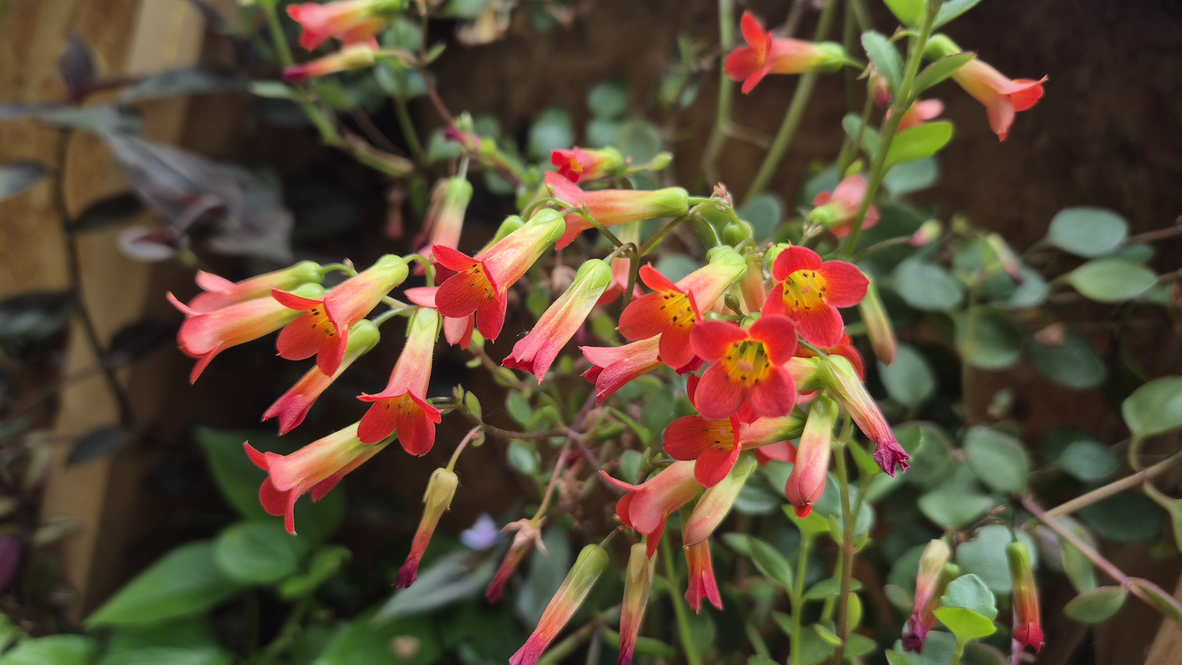 Kalanchoe manginii – Csüngő korallvirág 1 gyökértelen dugvány